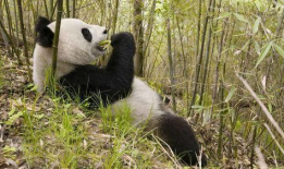 大熊猫吃竹子视频,竹海中的悠闲时光